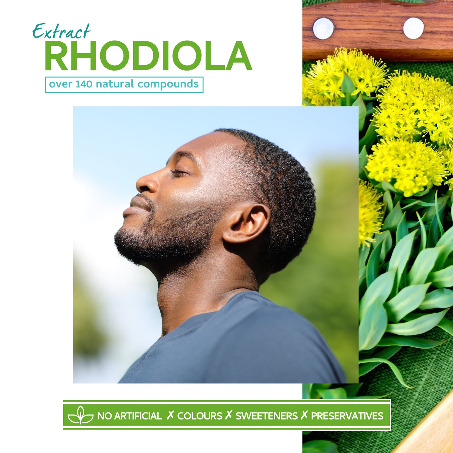 Rhodiola